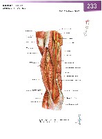 Sobotta Atlas of Human Anatomy  Head,Neck,Upper Limb Volume1 2006, page 240